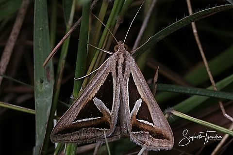 4-Triangled Noctuid Moth - Trigonodes hyppasia  Geotagged,Indonesia,Spring,Triangles,Trigonodes hyppasia
