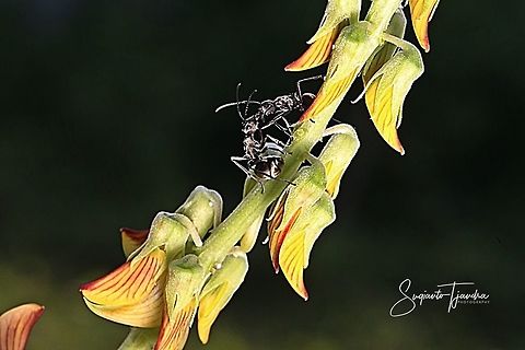 Black Ant, Polyrhachis sp. "Morning Kiss"  Geotagged,Indonesia,Spring