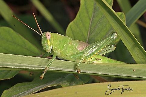 Locust Nymph, Acrididae Sp  Geotagged,Indonesia,Spring