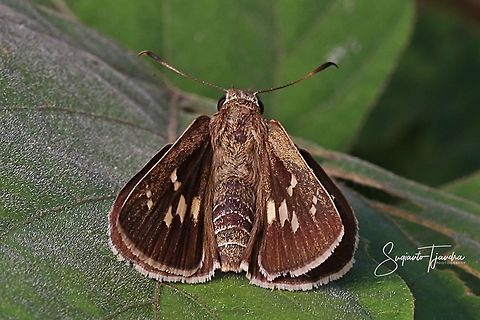 Skipper Butterfly, Palm Bob (Suastus gremius)  Geotagged,Indonesia,Spring