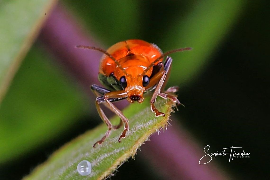 Orange leaf beetle  Geotagged,Indonesia,Spring