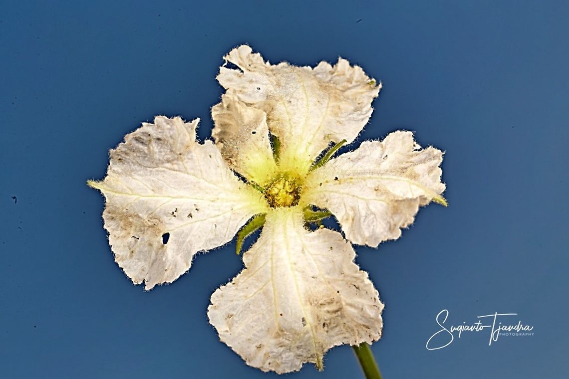 Lagenaria siceraria flower  Bottle gourd,Geotagged,Indonesia,Lagenaria siceraria,Spring
