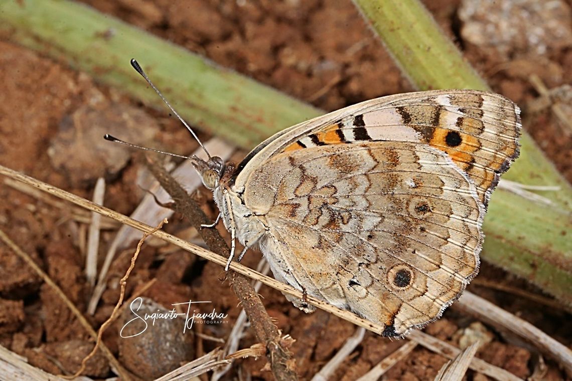 Blue pansy butterfly, Junonia orithya - male  Geotagged,Indonesia,Junonia orithya,Spring