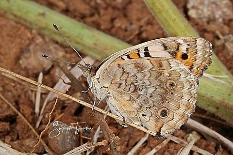 Blue pansy butterfly, Junonia orithya - male  Geotagged,Indonesia,Junonia orithya,Spring