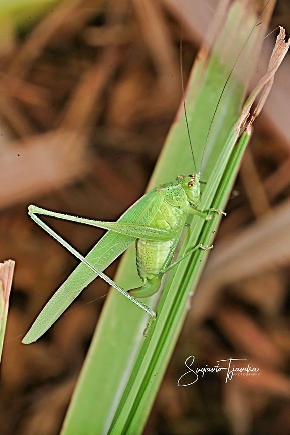 Katydid  Geotagged,Indonesia,Spring