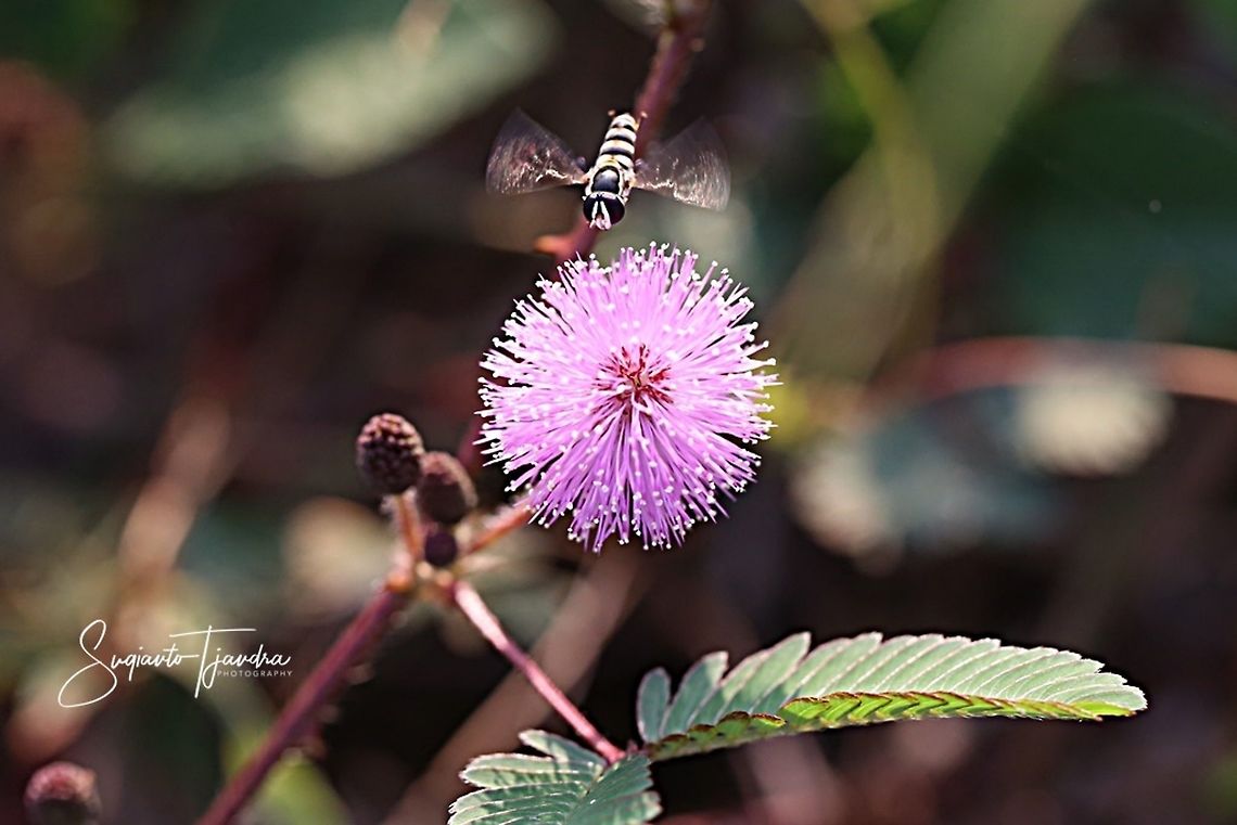 Hover fly  Geotagged,Indonesia,Spring