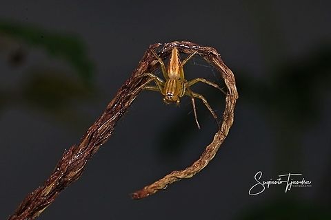 Striped lynx spider (Oxyopes salticus) -female  Geotagged,Indonesia,Spring