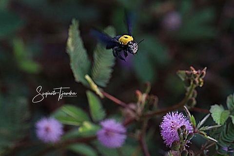 Black Gold Carpenter Bee Xylocopa confusa  Geotagged,Indonesia,Spring,Xylocopa confusa