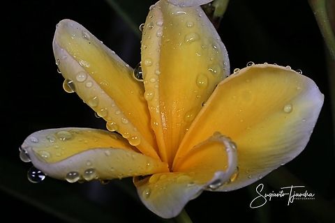 Plumeria alba, Plumeria Sp., Apocynaceae  Geotagged,Indonesia,Plumeria alba,Spring,plumeria alba