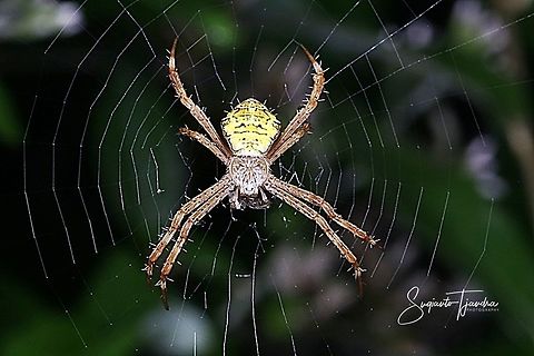 Orb weaver spider, Argiope Sp  Geotagged,Indonesia,Spring