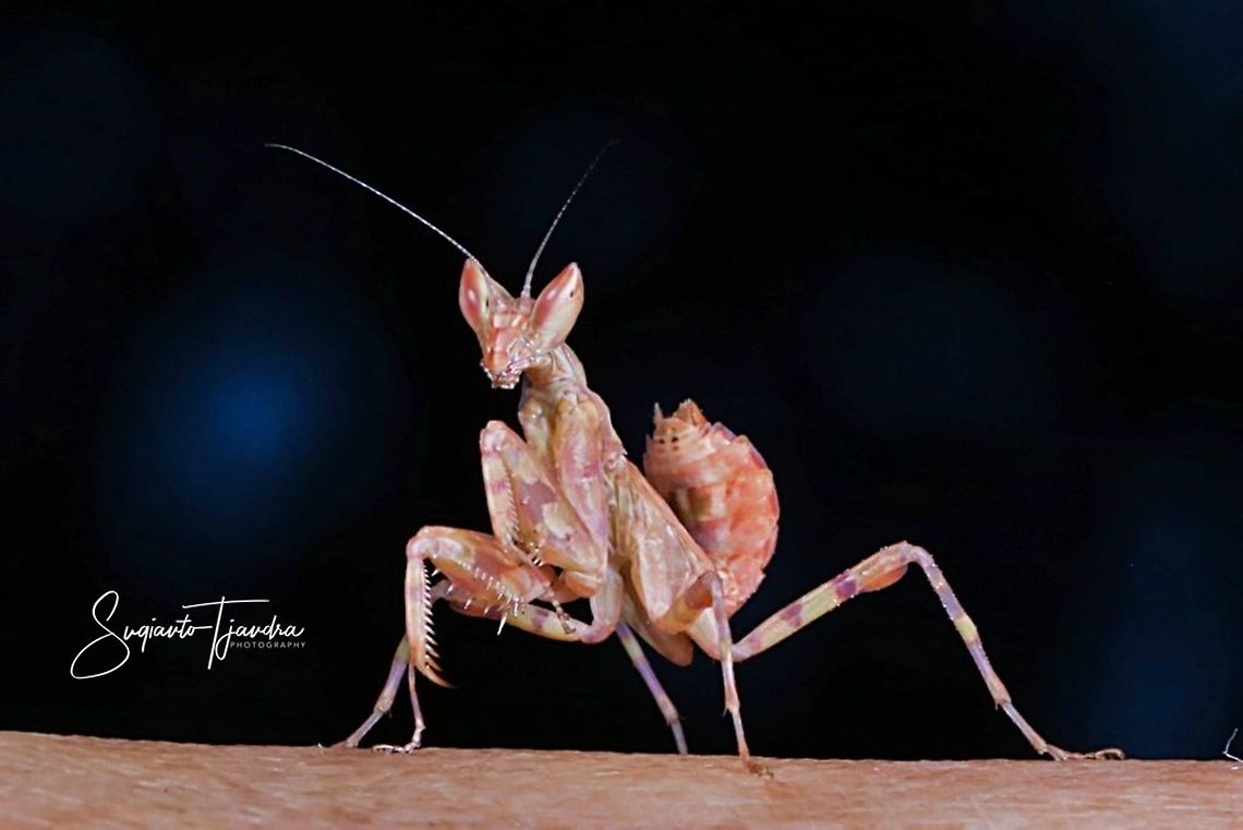 Mini flower mantis  Geotagged,Indonesia,Spring