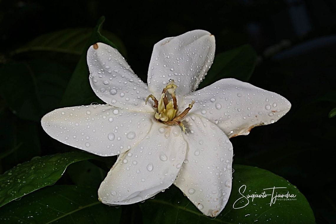 White flower (Unknown ID)  Geotagged,Indonesia,Spring