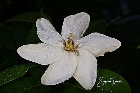 White flower (Unknown ID)  Geotagged,Indonesia,Spring