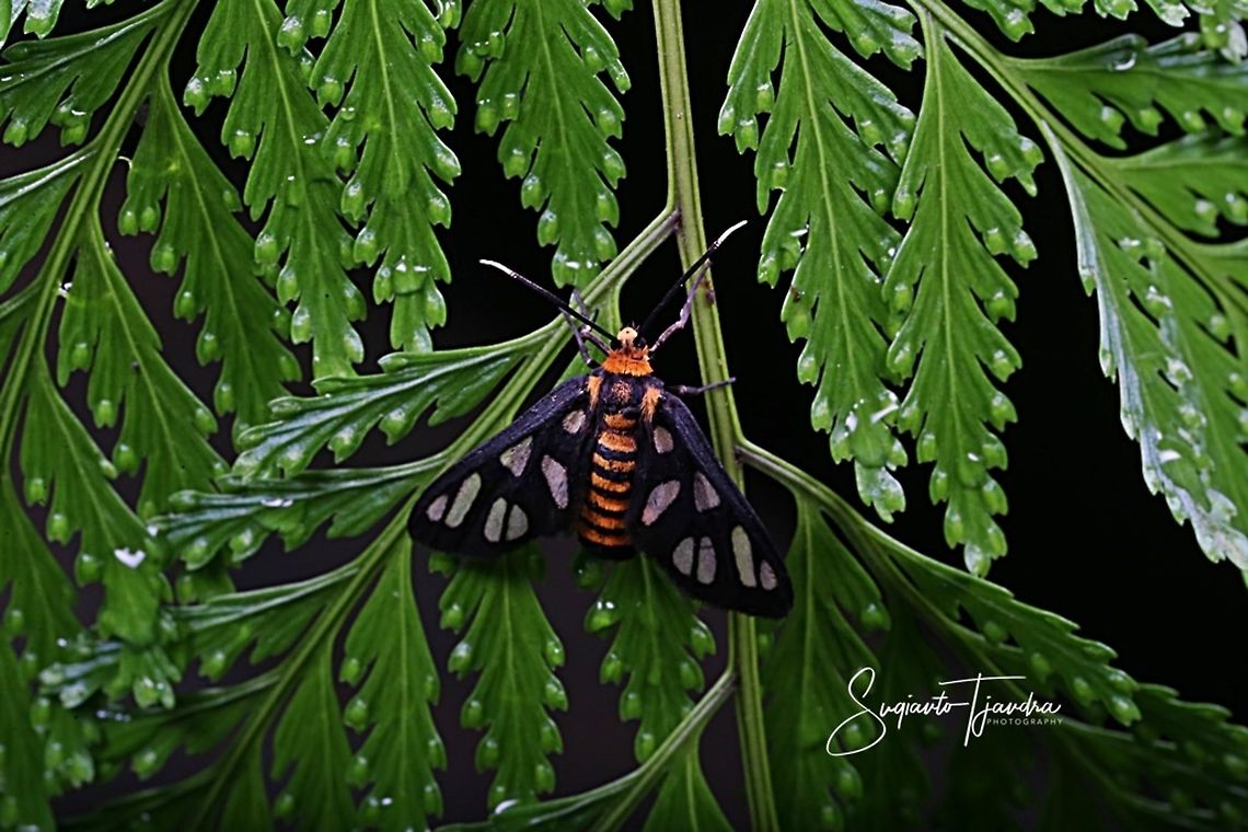 Orange spotted Tiger Moth - Amata huebneri (Huebner's Wasp Moth)  Amata huebneri,Geotagged,Hübner's Wasp Moth,Indonesia,Spring