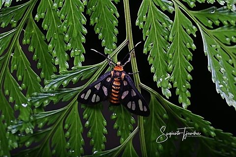 Orange spotted Tiger Moth - Amata huebneri (Huebner's Wasp Moth)  Amata huebneri,Geotagged,Hübner's Wasp Moth,Indonesia,Spring