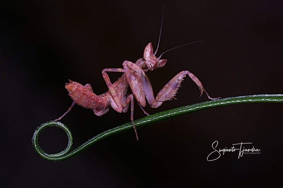 Mini flower mantis "Just Relaxing....."  Geotagged,Indonesia,Spring