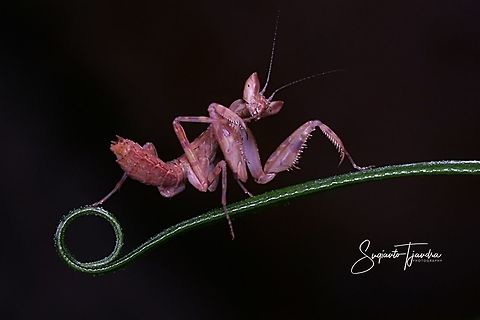 Mini flower mantis "Just Relaxing....."  Geotagged,Indonesia,Spring