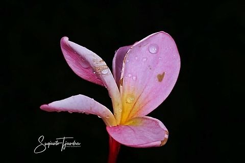 Plumeria Pink (Apocynaceae)  Geotagged,Indonesia,Spring