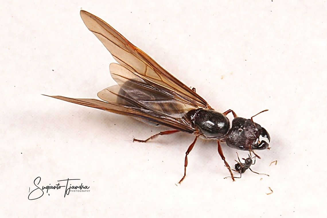 IMG_3524_291018  Geotagged,Indonesia,Spring