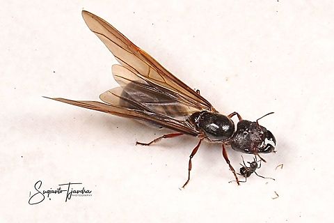 IMG_3524_291018  Geotagged,Indonesia,Spring