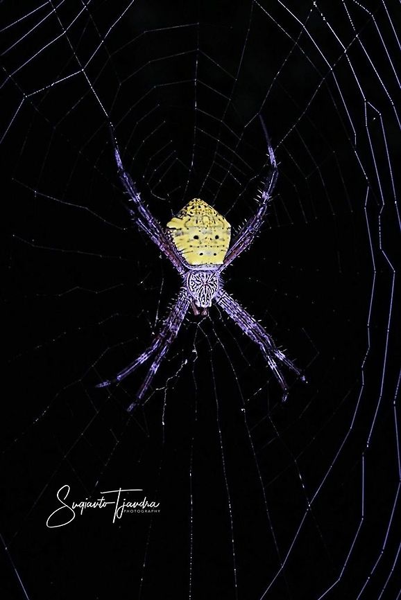 Orb weaver spider, Argiope Sp  Geotagged,Indonesia,Spring