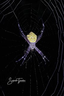 Orb weaver spider, Argiope Sp  Geotagged,Indonesia,Spring