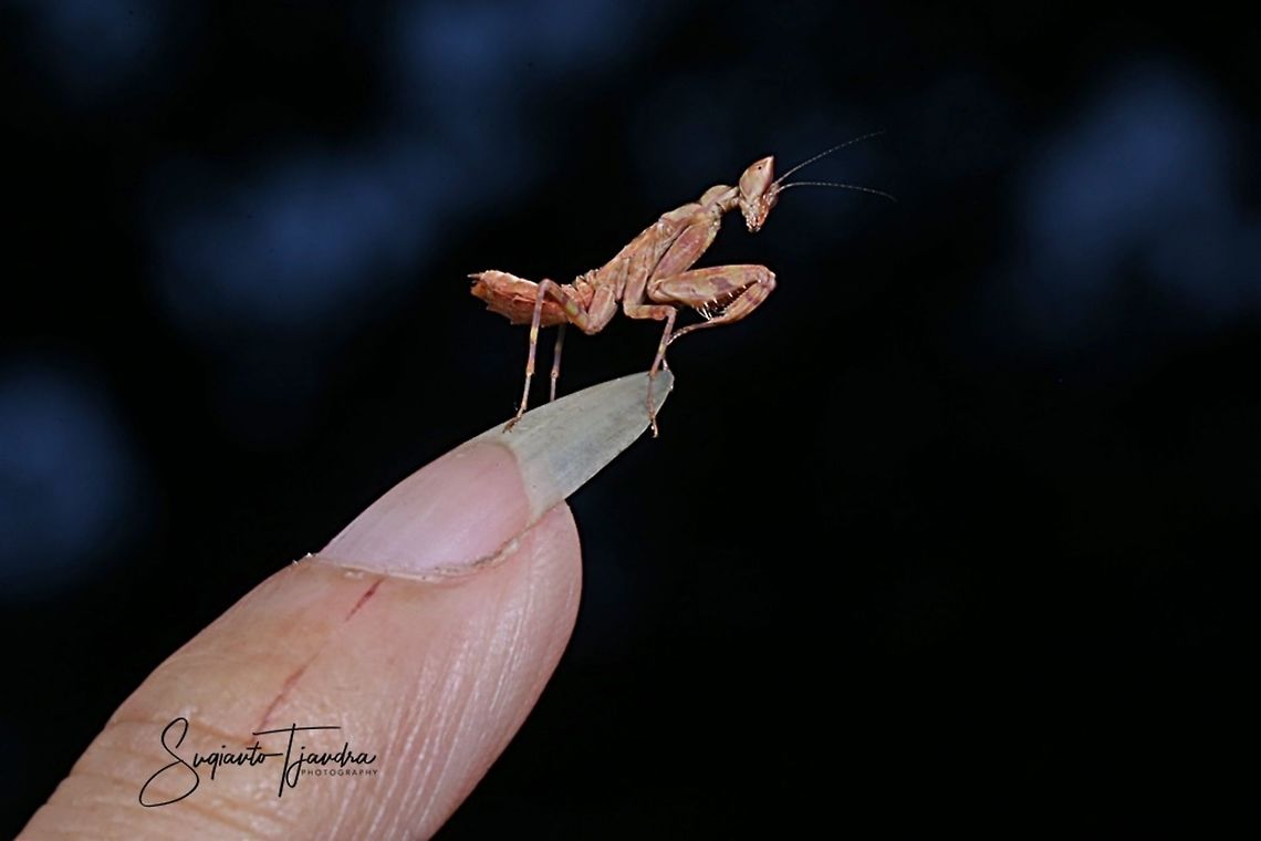 Mini flower mantis  Geotagged,Indonesia,Spring