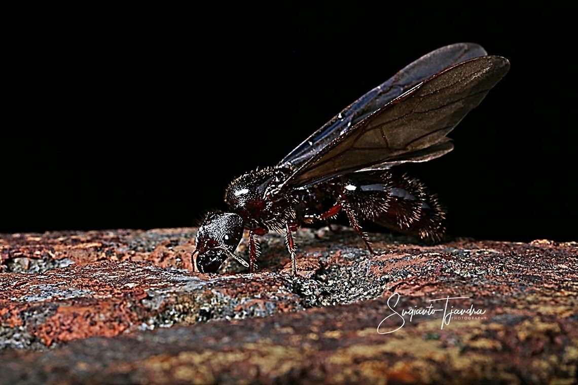 Ant fly  Geotagged,Indonesia,Spring