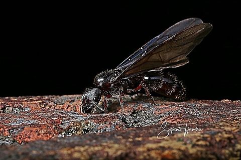 Ant fly  Geotagged,Indonesia,Spring