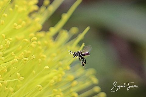 Stingless honey bee (Meliponini)  Geotagged,Indonesia,Spring