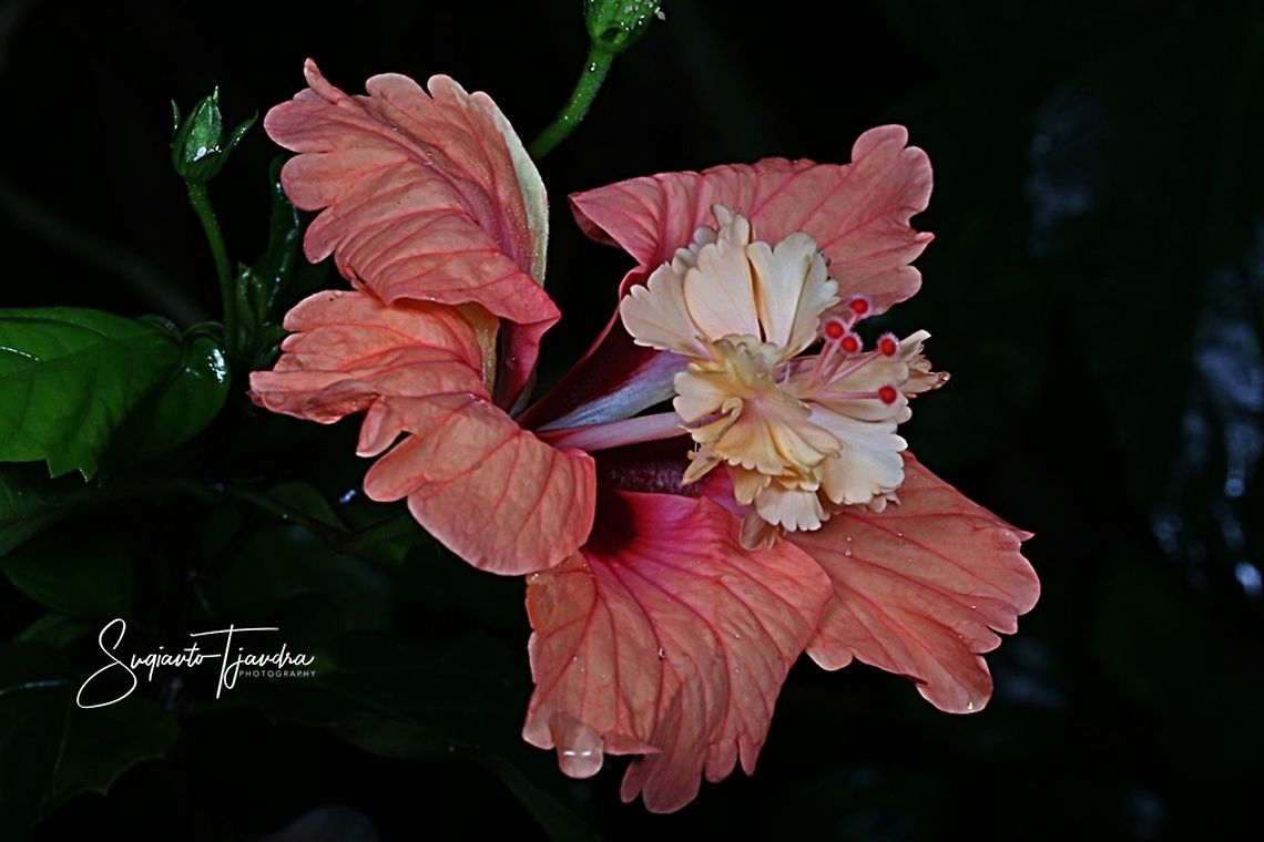 Hibiscus flower  Chinese hibiscus,Geotagged,Hibiscus rosa-sinensis,Indonesia,Spring