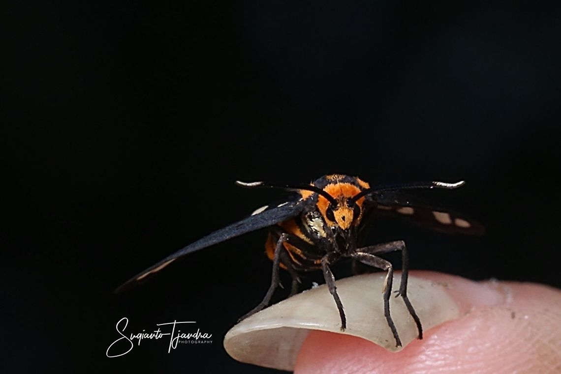 Orange spotted Tiger Moth - Amata huebneri (Huebner's Wasp Moth)  Amata huebneri,Geotagged,Hübner's Wasp Moth,Indonesia,Spring