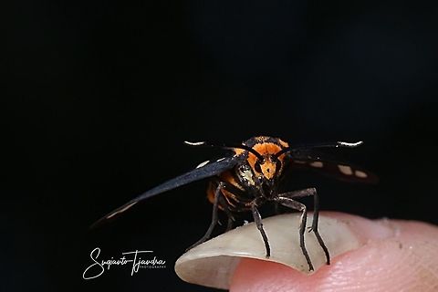 Orange spotted Tiger Moth - Amata huebneri (Huebner's Wasp Moth)  Amata huebneri,Geotagged,H&uuml;bner's Wasp Moth,Indonesia,Spring