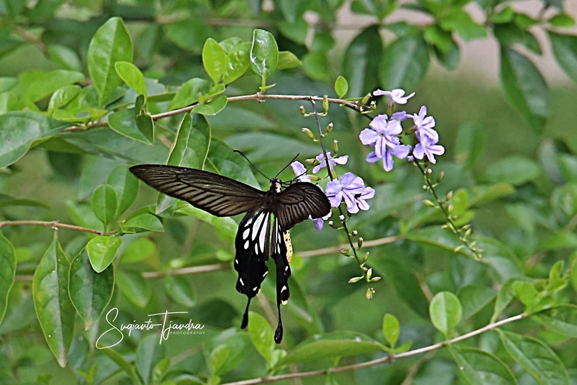 Butterfly, Losaria coon (Common Clubtail) - male  Common clubtail,Geotagged,Indonesia,Losaria coon,Spring