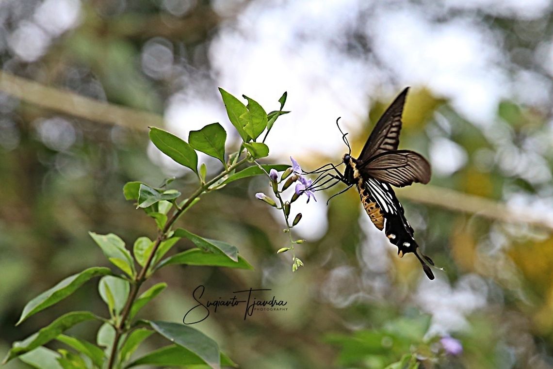 Butterfly, Losaria coon (Common Clubtail) - male  Common clubtail,Geotagged,Indonesia,Losaria coon,Spring