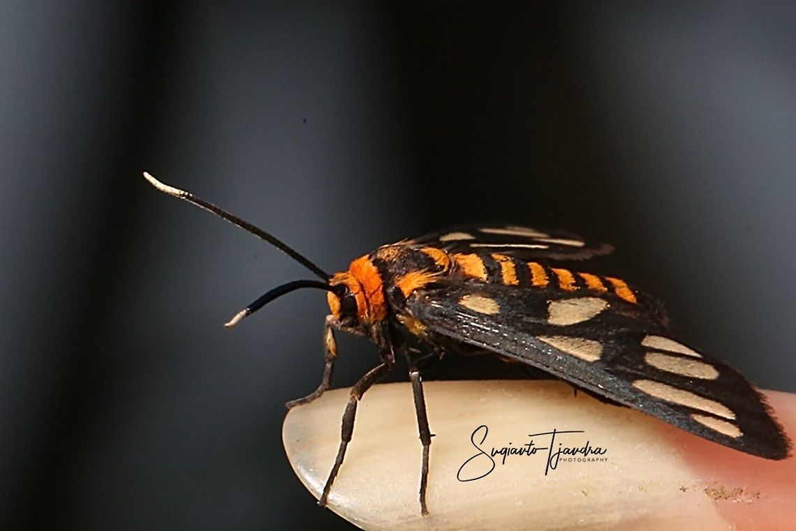 Orange spotted Tiger Moth - Amata huebneri (Huebner's Wasp Moth)  Amata huebneri,Geotagged,Hübner's Wasp Moth,Indonesia,Spring