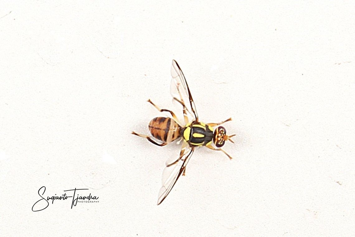 Oriental fruit fly, Bactrocera Dorsalis  Bactrocera dorsalis,Geotagged,Indonesia,Spring