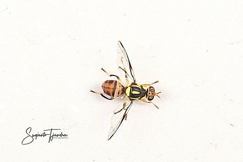 Oriental fruit fly, Bactrocera Dorsalis  Bactrocera dorsalis,Geotagged,Indonesia,Spring
