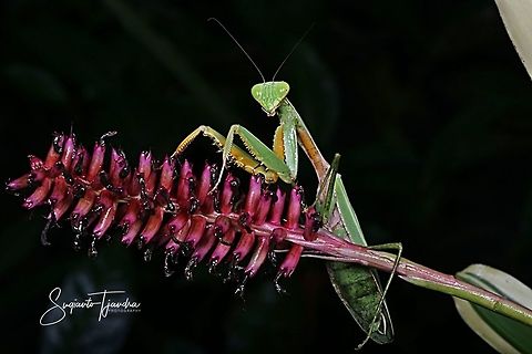 Praying Mantis/Giant Asian Mantis, Hierodula sp.  Geotagged,Hierodula grandis,Indonesia,Spring