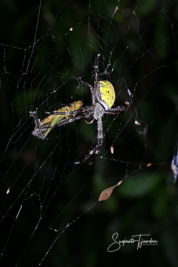 Orb weaver spider, Argiope Sp with prey  Geotagged,Indonesia,Spring