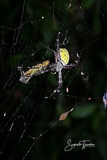 Orb weaver spider, Argiope Sp with prey  Geotagged,Indonesia,Spring
