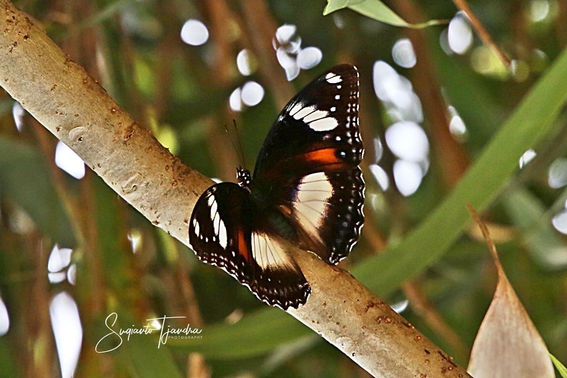 Hypolimnas bolina bolina form nerina - female upperside  Geotagged,Great eggflys,Hypolimnas bolina,Indonesia,Spring