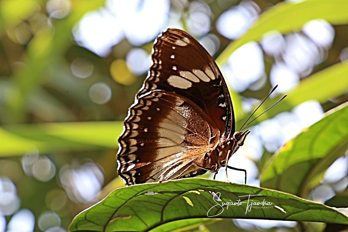 Hypolimnas bolina bolina f nerina - female lowerside  Geotagged,Great eggflys,Hypolimnas bolina,Indonesia,Spring