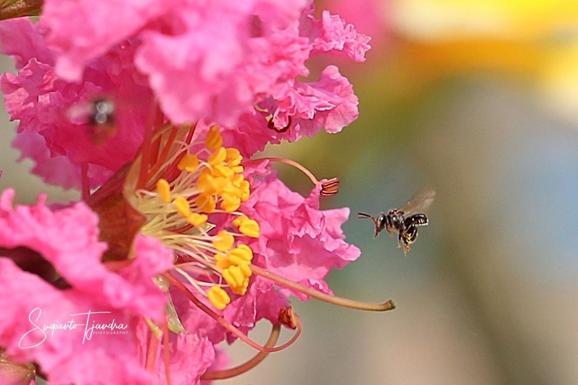 Stingless honey bee (Meliponini)  Geotagged,Indonesia,Spring
