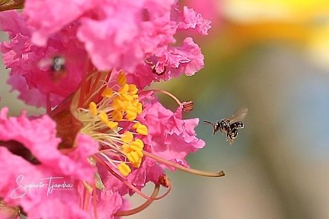 Stingless honey bee (Meliponini)  Geotagged,Indonesia,Spring