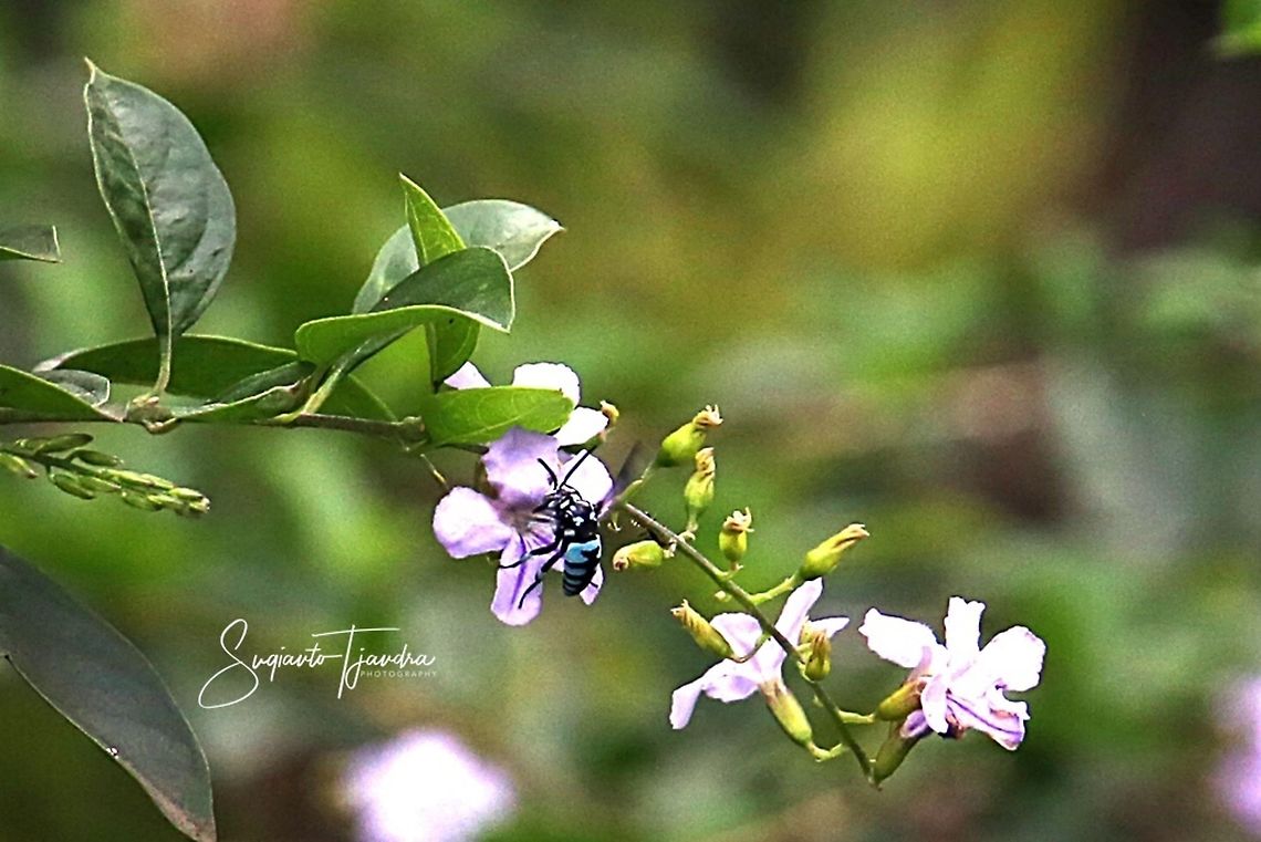 Blue-banded bee, Amegilla cingulata - Male  Amegilla cingulata,Blue banded bee,Geotagged,Indonesia,Spring