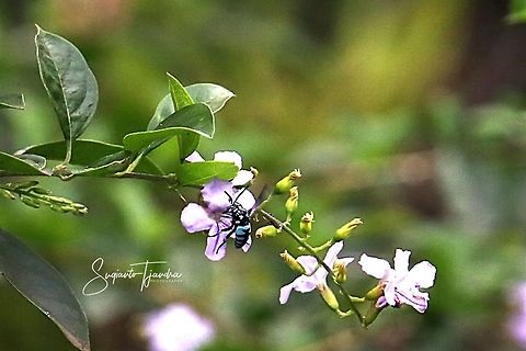 Blue-banded bee, Amegilla cingulata - Male  Amegilla cingulata,Blue banded bee,Geotagged,Indonesia,Spring