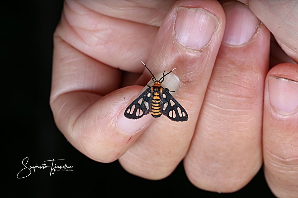 Orange spotted Tiger Moth - Amata huebneri (Huebner's Wasp Moth)  Amata huebneri,Geotagged,Hübner's Wasp Moth,Indonesia,Spring