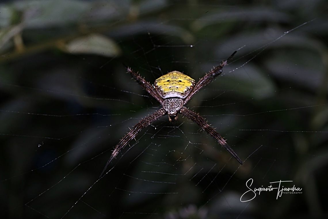 Orb weaver spider, Argiope Sp  Geotagged,Indonesia,Spring