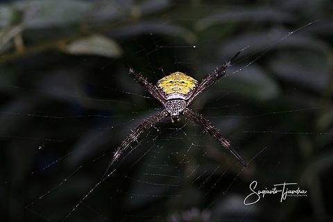 Orb weaver spider, Argiope Sp  Geotagged,Indonesia,Spring